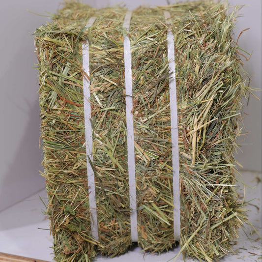 square bale of 1st cutting Timothy Orchard Grass hay bound with white straps