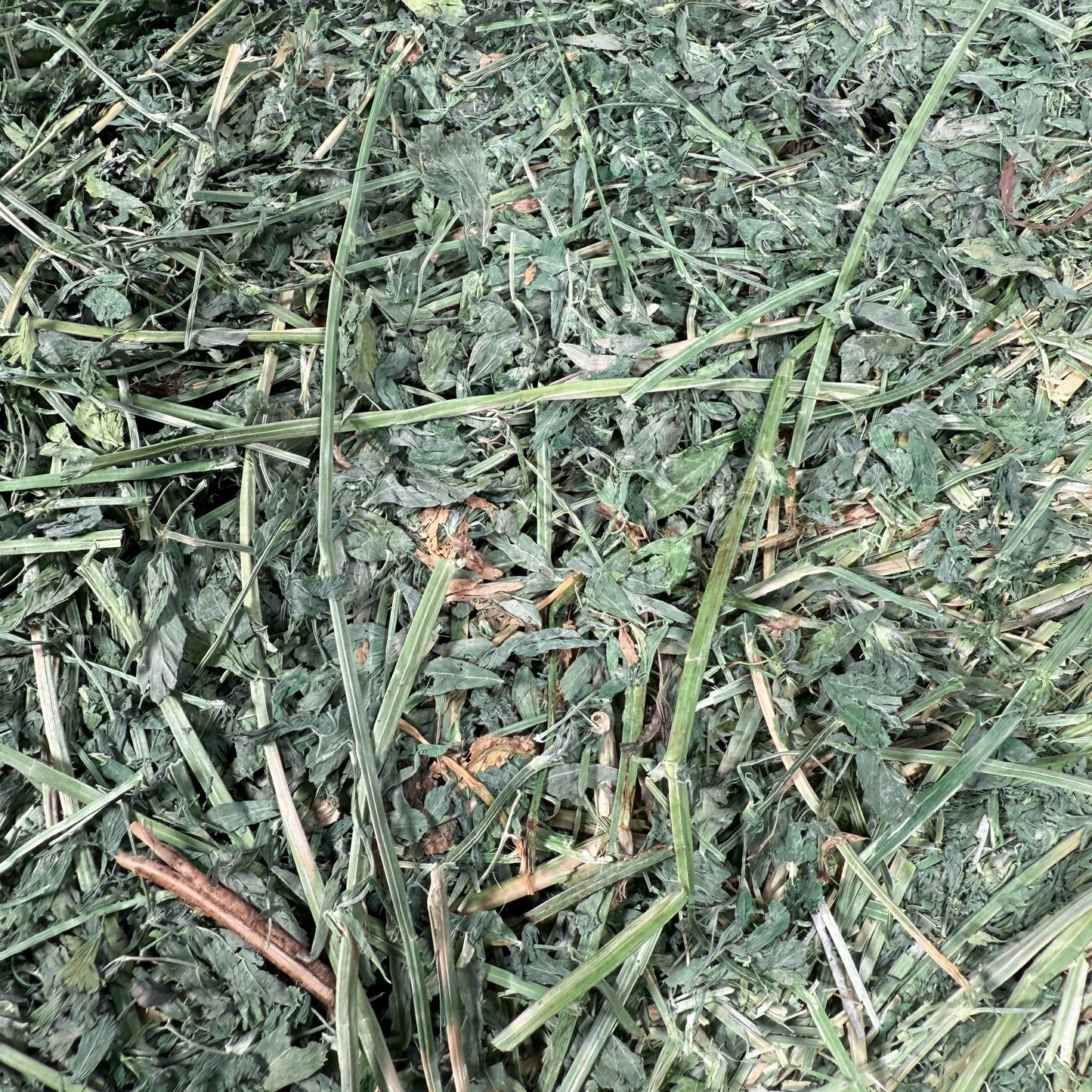 Close-up of Western Steamed Alfalfa for livestock feed with high leaf retention.