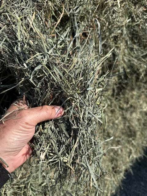 Close-up of NY Timothy Orchard Grass Hay 2nd cutting showing texture and quality
