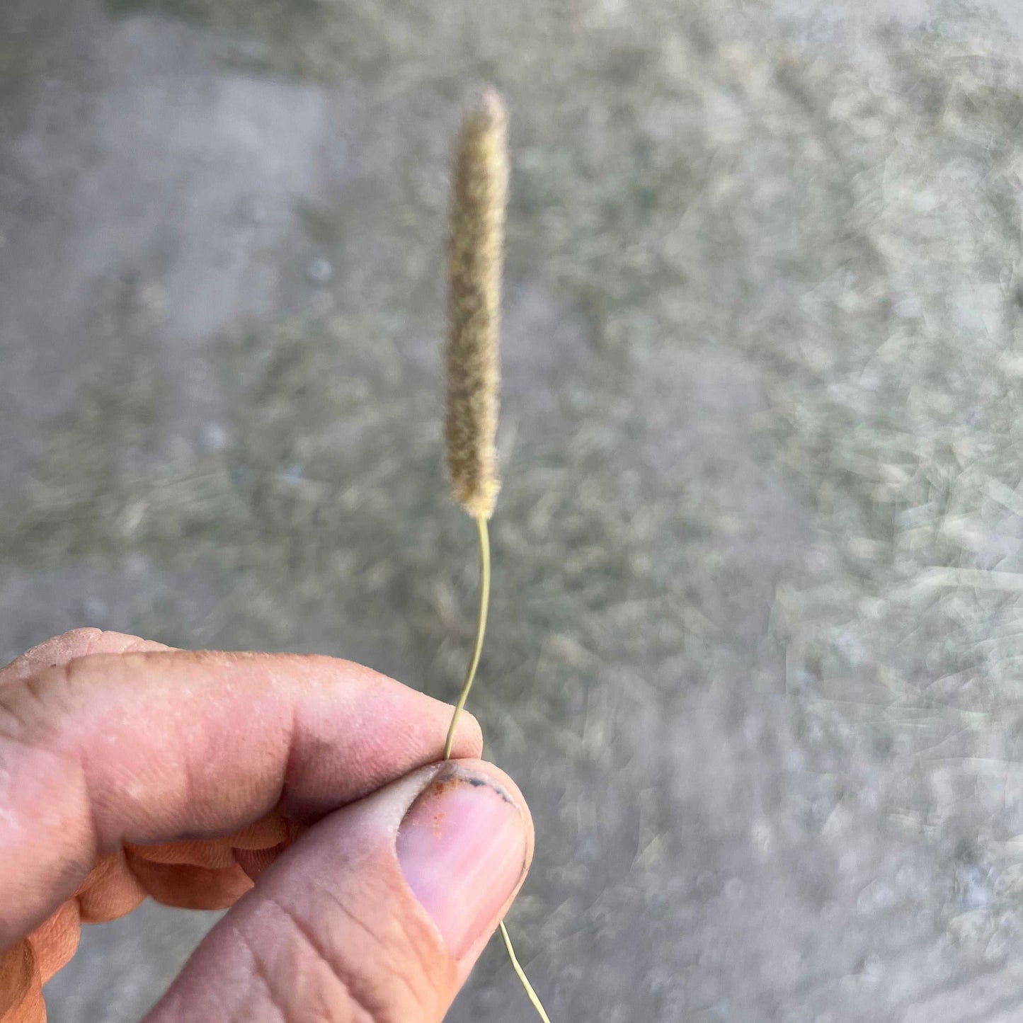Close-up of a hand holding a single Western Timothy grass seed head against a blurred outdoor background