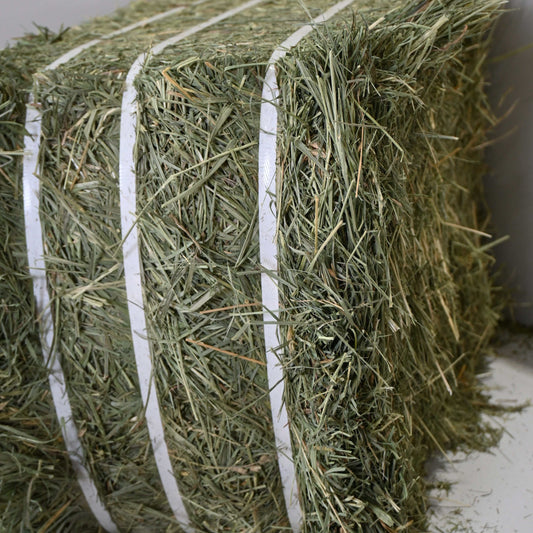 Bale of 2nd cutting orchard grass hay tightly bound with white twine, ready for delivery and stacking