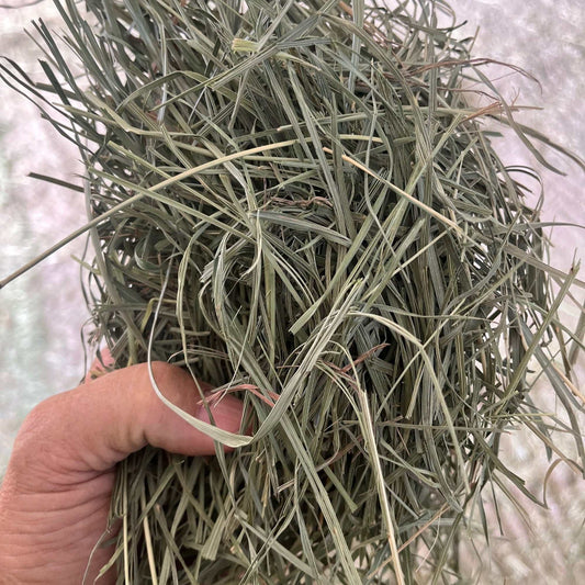 Hand holding loose 2nd cutting orchard grass hay from Colorado in close-up view