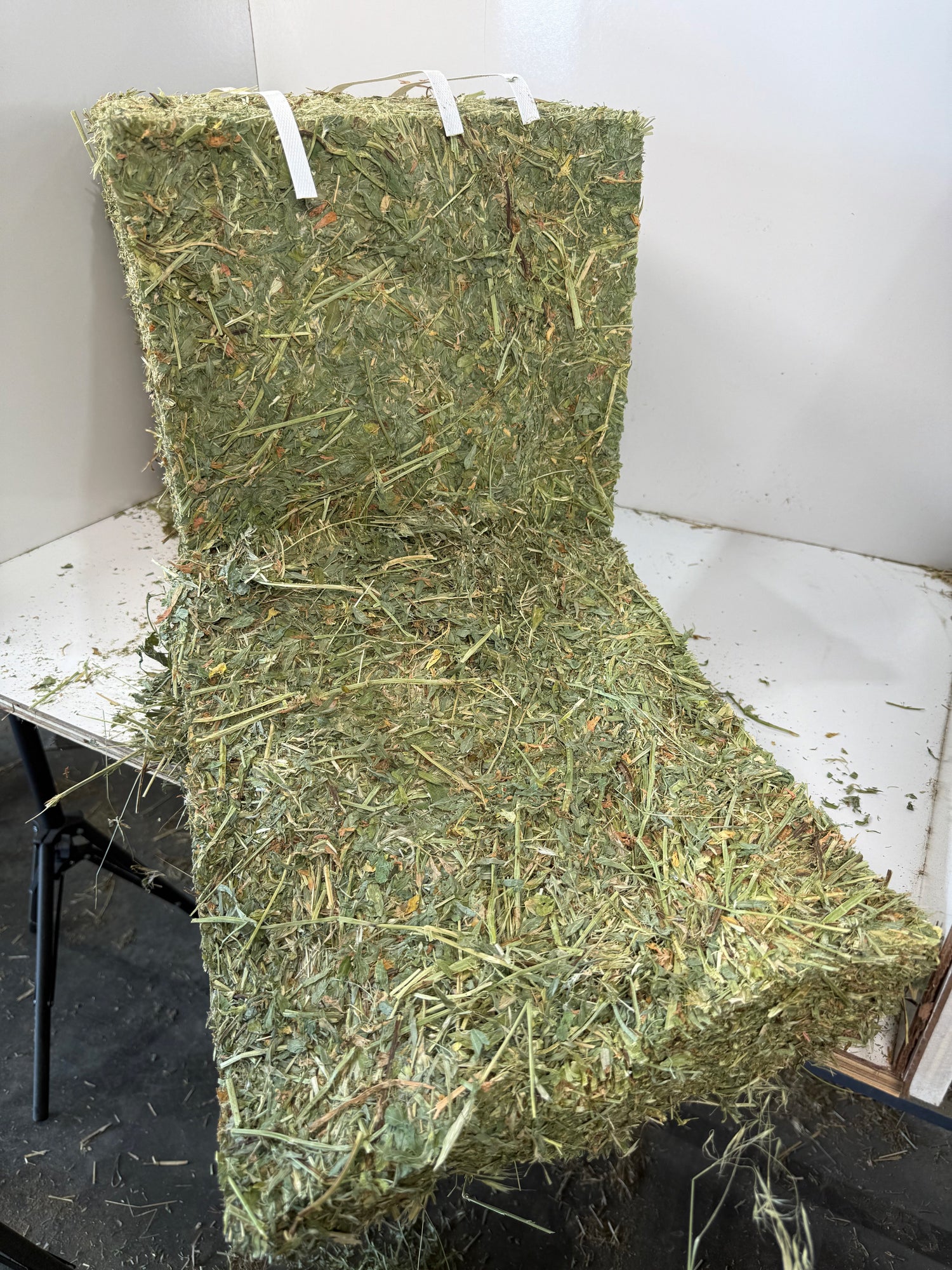 Alfalfa