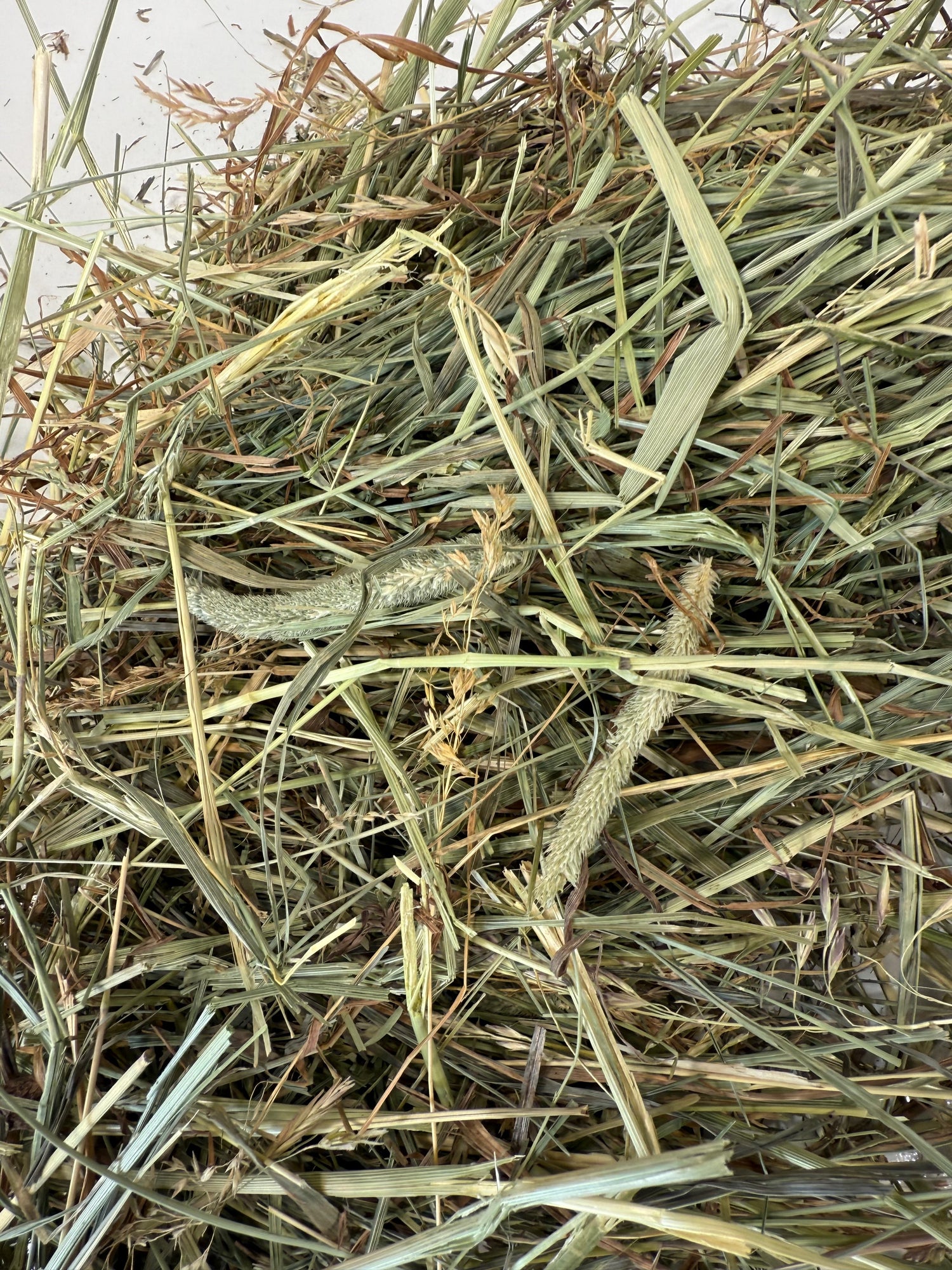 Grass Hay