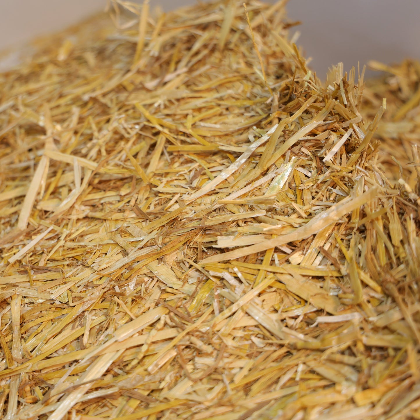 Straw - Wheat, Nice and Bright and CLEAN!