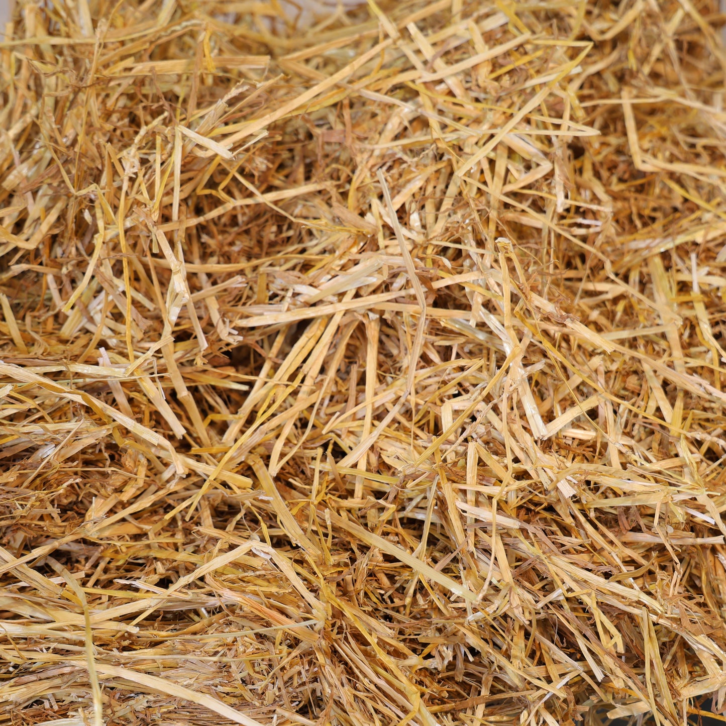 Straw - Wheat, Nice and Bright and CLEAN!