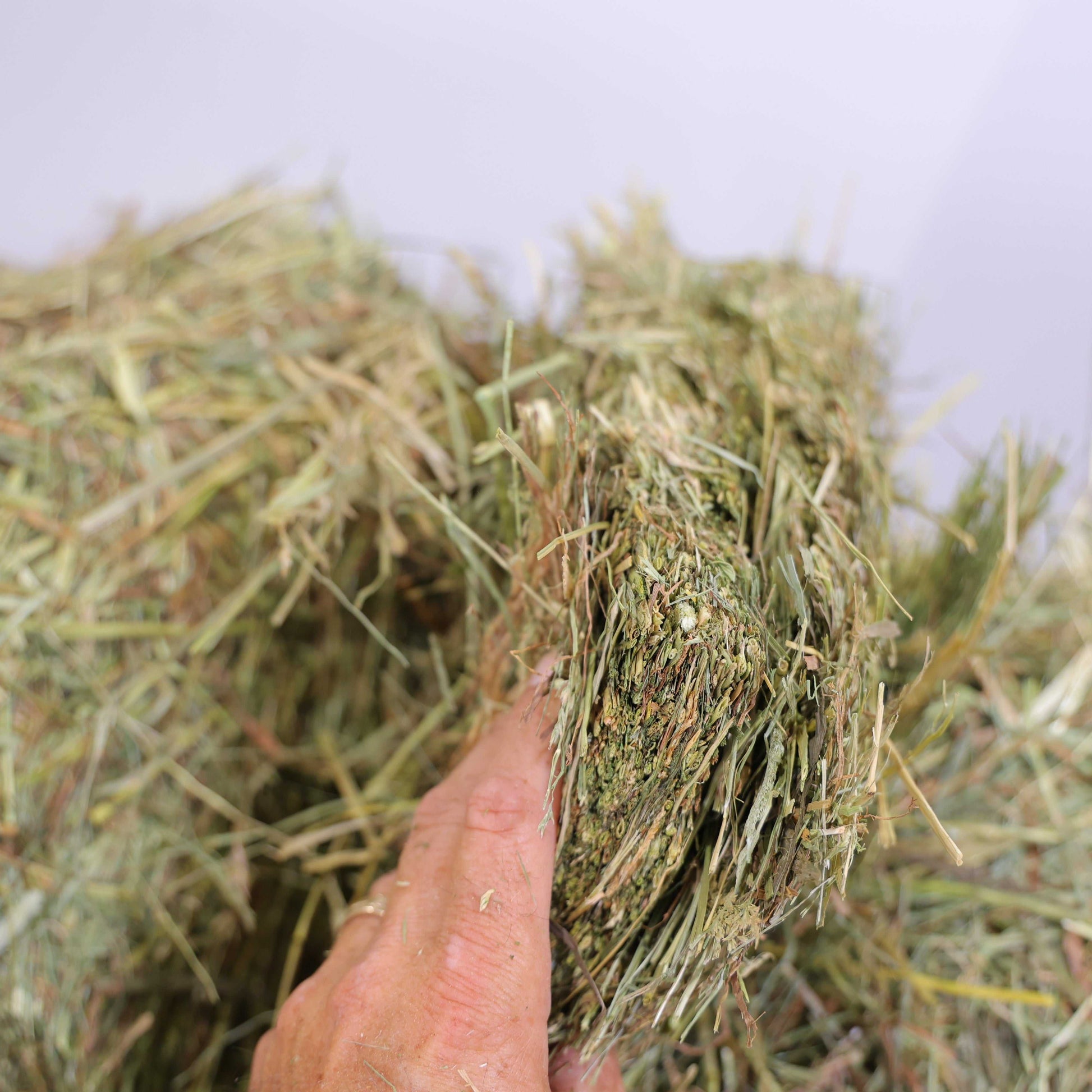 Close-up of 1st Cutting Timothy Orchard Grass Hay held in hand, showing texture and quality of fresh hay.