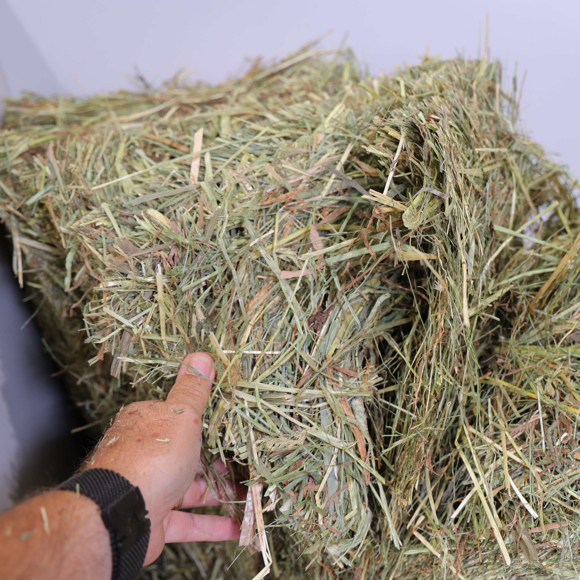 Hand holding a bale of 1st Cutting Timothy Orchard Grass Hay showing dry green hay strands