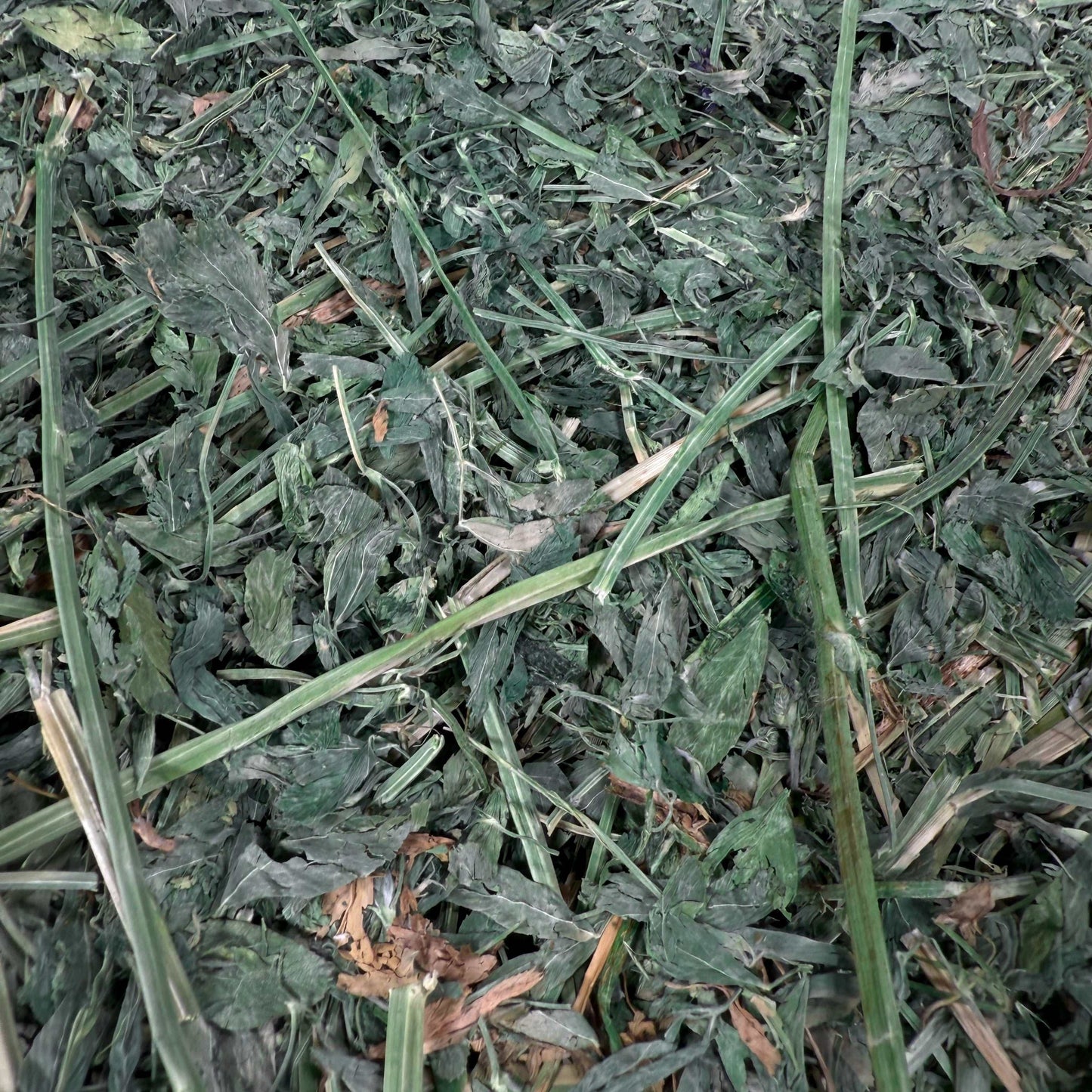 Close-up of Western Steamed Alfalfa hay with high leaf retention from Utah, 43 lb bale, showing green leafy texture