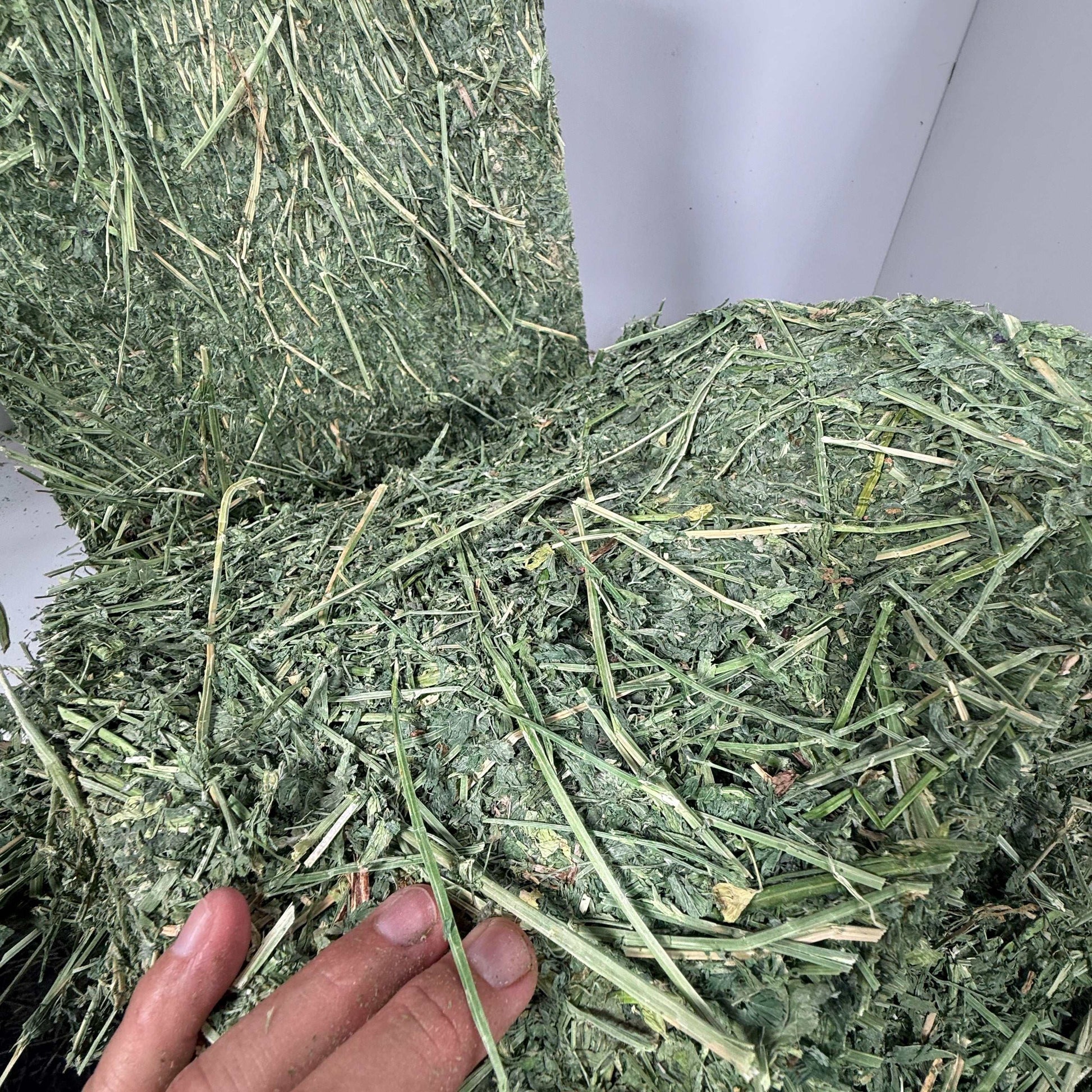 Close-up of Western Utah steamed alfalfa hay bale showing high leaf retention and green quality