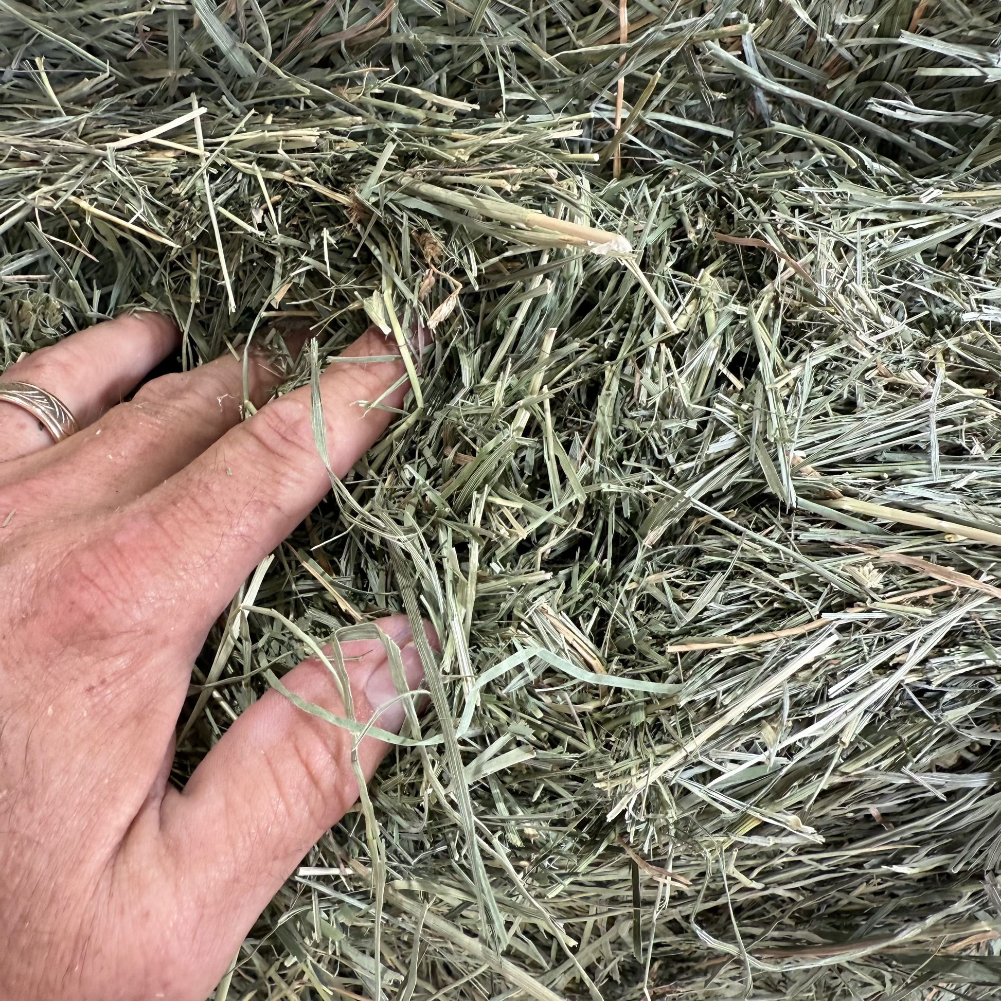 Hand touching 2nd cutting Orchard grass hay bale from Colorado, showing weed-free, high-quality hay texture and delivery stacking service.