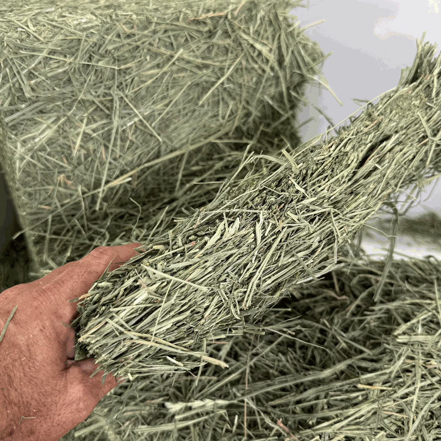 Hand holding a bale of 2nd cutting orchard grass hay with stacked bales in the background