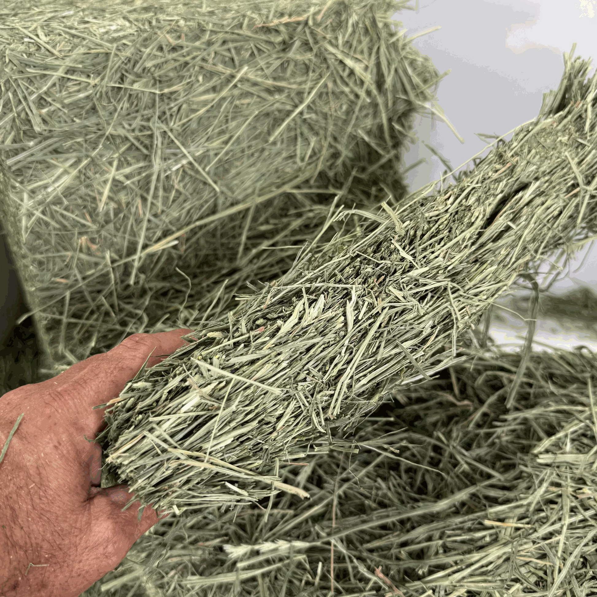 Hand holding a bale of 2nd cutting orchard grass hay with stacked bales in the background