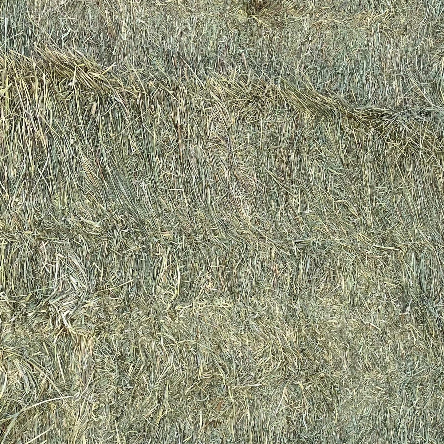 Close-up of Western Timothy 1st cutting ultra premium hay bale from Colorado, 43 lb tightly packed bale texture