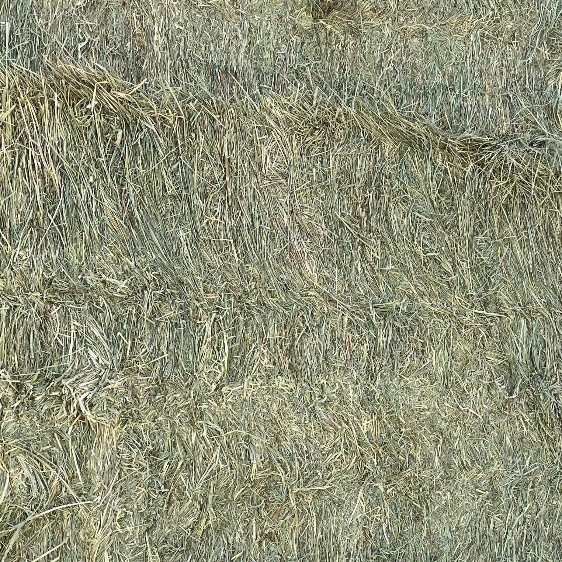 Close-up of Western Timothy 1st cutting ultra premium hay bale from Colorado, 43 lb tightly packed bale texture