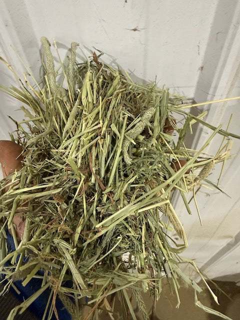 2nd Cut Western Timothy hay bale with slight brown leaf delivered to farm with forklift service